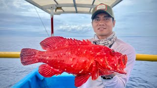 LANGKA DAN CANTIK! INI DIA SARANG IKAN MERAH MAHAL!