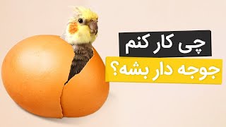 پرورش عروس هلندی از جفتگیری تا جوجه دار شدن