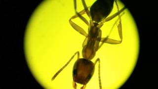AmScope T490B Microscope try out