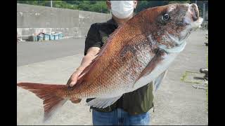 乗っ込みコマセマダイ ライトタックルで４.１キロキャッチ 2021/6 Catch 4.1 kg of red sea bream with a thin tackle.