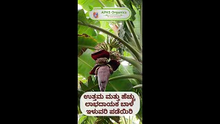 [Kannada] BANANA Organic Result From Our Farmers