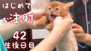 【生後42日目の仔猫】初めてのワクチンに怯える姿が辛かった！【ソマリ】