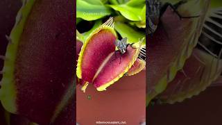 Venus Flytraps | Nature's Carnivorous Wonder