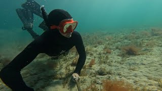 Scallop Diving Tasmania (Scallops, Crayfish, Flathead, Ray)