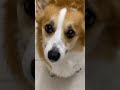 No Cuties | Tofu the Corgi | #shorts #corgi