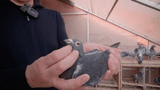 Introducing the Stichelbaut pigeons from the breeding loft.