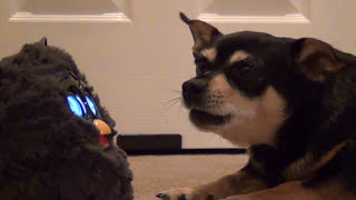 Dogs Don't Like Furby!