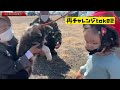 【秋田犬保存会】令和4年2月27日【埼玉県支部展覧会】に行ってみた！ 秋田犬 秋田犬展覧会