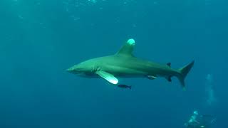 2017 1 1　ヨゴレ　粟国島　遠征