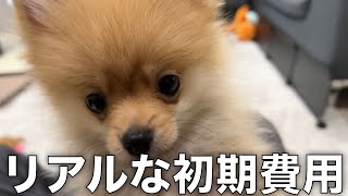 ポメラニアンお迎えにかかる初期費用！子犬を飼うために必要なお金とグッズを公開