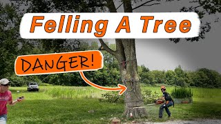 Felling a dangerous split tree this is how to fell a split tree safely