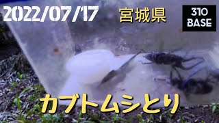 【宮城県】夏休み！子供とカブトムシとり！