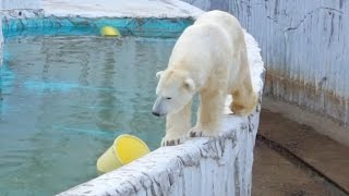 「シロクマ（ホッキョクグマ）」東山動物園 (Polar Bear, Higashiyama Zoo)