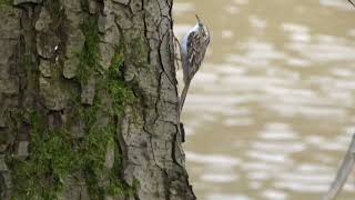 Eurasian treecreeper (certhia familiaris) running upwards - hegyi fakúsz felfelé fut