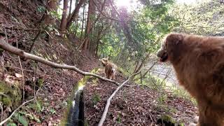 田植えに必要な水が流れる用水路をゴールデンレトリバーと点検。