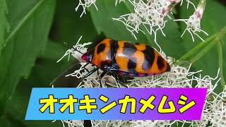 ハートマーク\u0026虹色のオオキンカメムシ