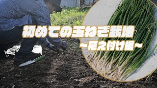 【素人農家】初めての玉ねぎ栽培～植え付け編～