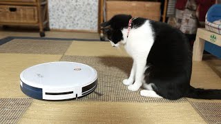 ルンバで遊びたい猫、新技を覚える