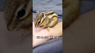 작디작은 우리집 다람핑 #다람쥐 #chipmunk