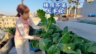 冬季楼顶收获一池大芥菜，腌酸菜梅干菜最好，煮汤清甜可口