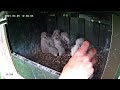 jackdaw pulls kestrel chick out of the nest