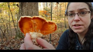 ID Phyllotopsis nidulans, stinking orange mock oyster mushroom