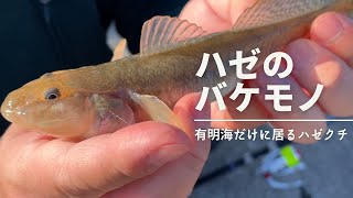 ハゼのバケモノ釣り【有明海に生息するハゼクチ】初めて釣ったハゼクチを塩焼きにして食べてみた