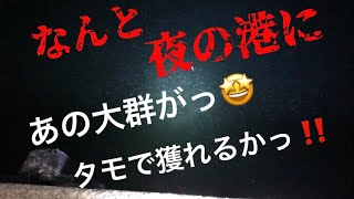 夜、港を歩いてたら水面がザワザワ‼️よく見たらあの群れがっ‼️急いでタモ準備‼️掬えるか？