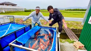 【飼育シーズン開始】ジャンボ候補が盛りだくさん！鯉のお引越しをしました