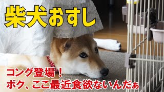 【愛犬柴犬おすしくん】やっとゲージを買ってきたよ！ そして初めてのお留守番。おすしくんはちゃんと待っていてくれるかな。そしてあまりご飯食べない秘密兵器（？）「コング」の登場です！