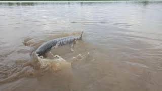 Kali sindh river big fish