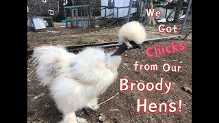 [Eng sub]移动孵蛋器孵出小鸡了！We got chicks from broody hens!