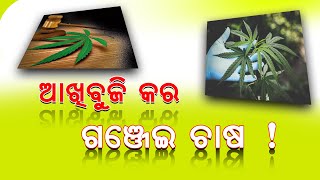 ଆଖିବୁଜି କର ଗଞ୍ଜେଇ ଚାଷ !