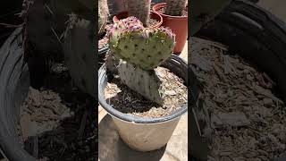 Nuevos cactus