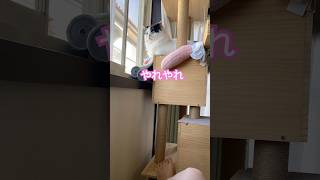 【空りく日記】巨体で陣取りに来るねっこ #かわいい猫 #shorts #cat