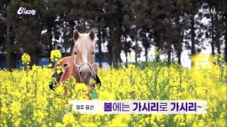 6시 내 고향 [봄에는 가시리로 가시리~] KBS제주 230404방송