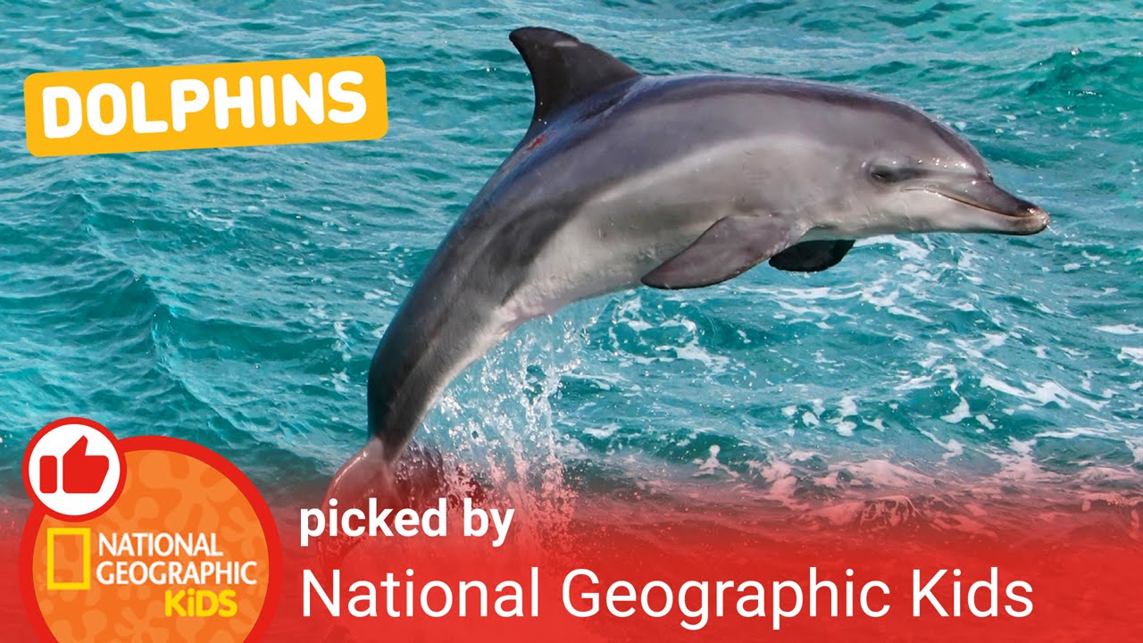 All About Dolphins | Nat Geo Kids Dolphins Playlist - YouTube