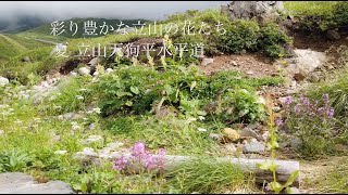 ８月 天狗平水平道　彩り豊かな立山の花たち【４K映像】立山黒部アルペンルート