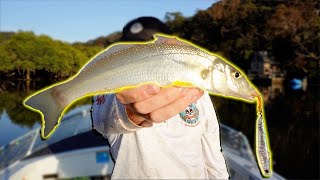 What's Been Biting Around Sydney? This Weekend Is Not Looking Good