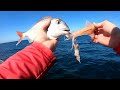 red porgy madness jigging with inchiku jlc xipi and slow jigs