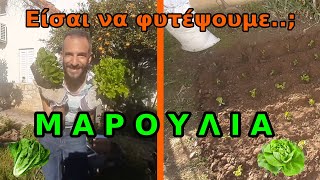 ΜΑΡΟΥΛΙΑ! 🥬 Πώς τα καλλιεργούμε; Βήμα προς βήμα! Η Σαλάτα 🥗 από τον κήπο σας στο πιάτο σας!