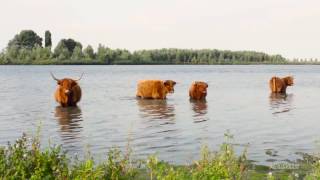 Relaxing music with nature sounds - Scottisch highlander Cows - Meditation - RS Imagines