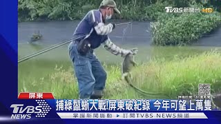 捕綠鬣蜥大戰!高雄男子攜空氣槍觸法送辦｜TVBS新聞