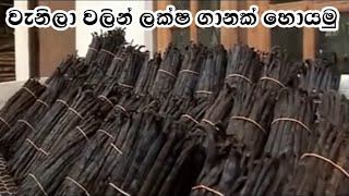 Vanilla Production | වැනිලා පදම් කිරීම | SD TV Sri Lanka