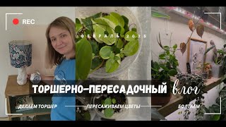 💛 Торшерно-пересадочный влог. Февраль 2025. Удачные и неудачные пересадки на фитиль 🪴.