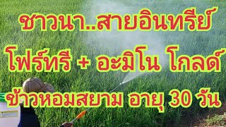 ชาวนาสายอินทรีย์..ฉีดพ่น โฟร์ทรี + อะมิโน โกลด์...ข้าวหอมสยาม อายุ 30 วัน 🌾 สนใจผลิตภัณฑ์ 0650495999