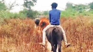 எருமை சவாரி🐃🐃🐃