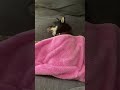 毛布を掛けられて眠る犬が可愛い dog 柴犬 犬 犬のいる暮らし 豆柴 cute