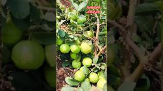 L-49 guava plant  available कानून 49 गावा पौधा उपलब्ध हैph -7908969964 ||#shorts #viral @v.v nursery