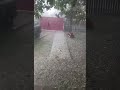 hailstorm in romania județul neamț secuieni hailstorm romania